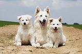 BERGER BLANC SUISSE - ADULTS ET PUPPIES 022